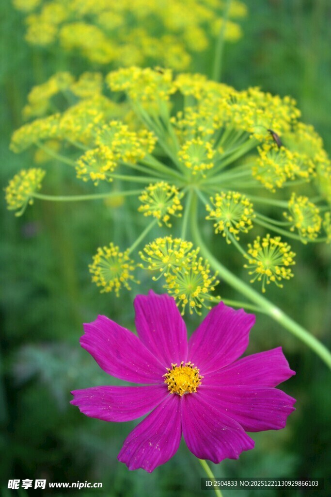 粉花与黄花相映成趣
