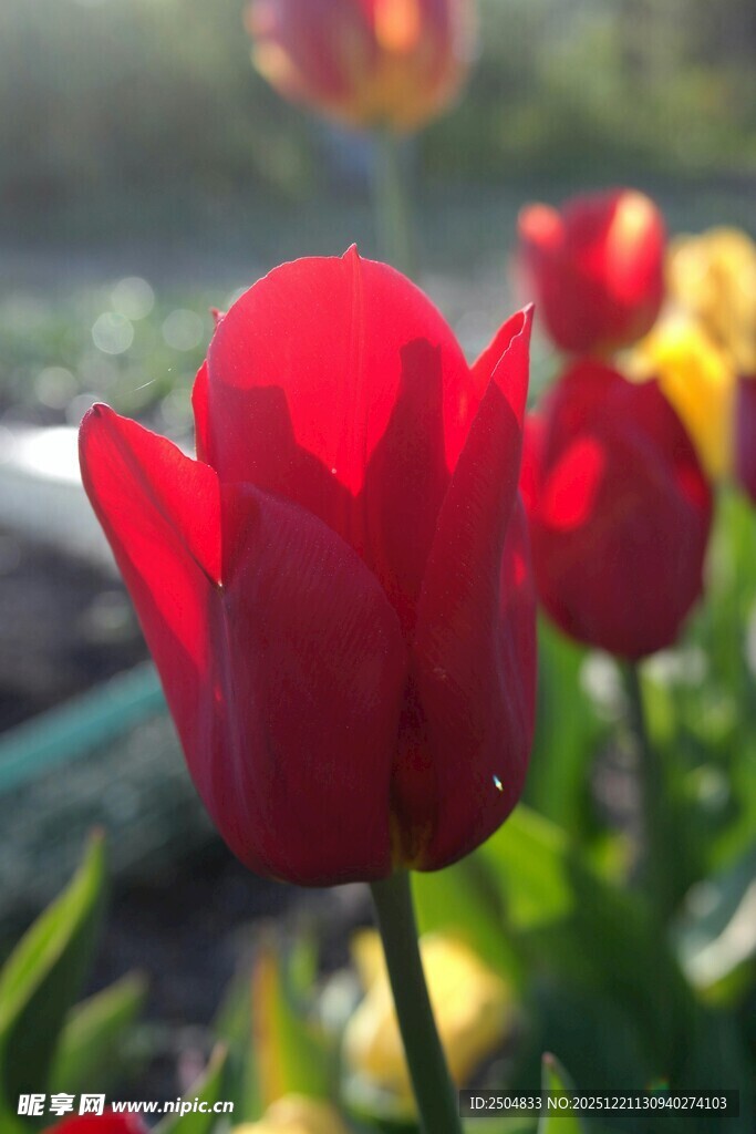 娇艳欲滴的红色郁金香