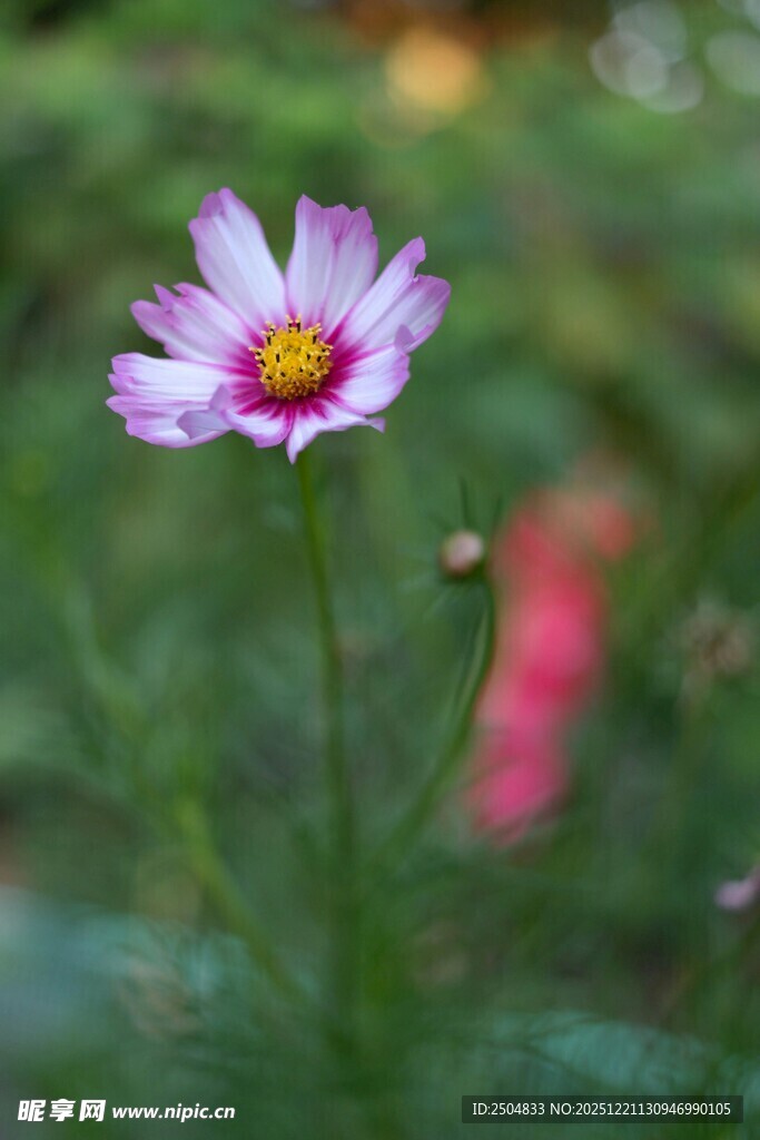 紫色小花绽放于绿野