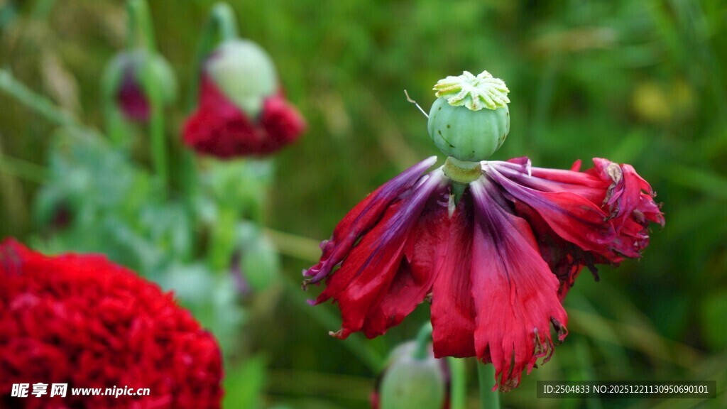深红花朵绽放于绿野