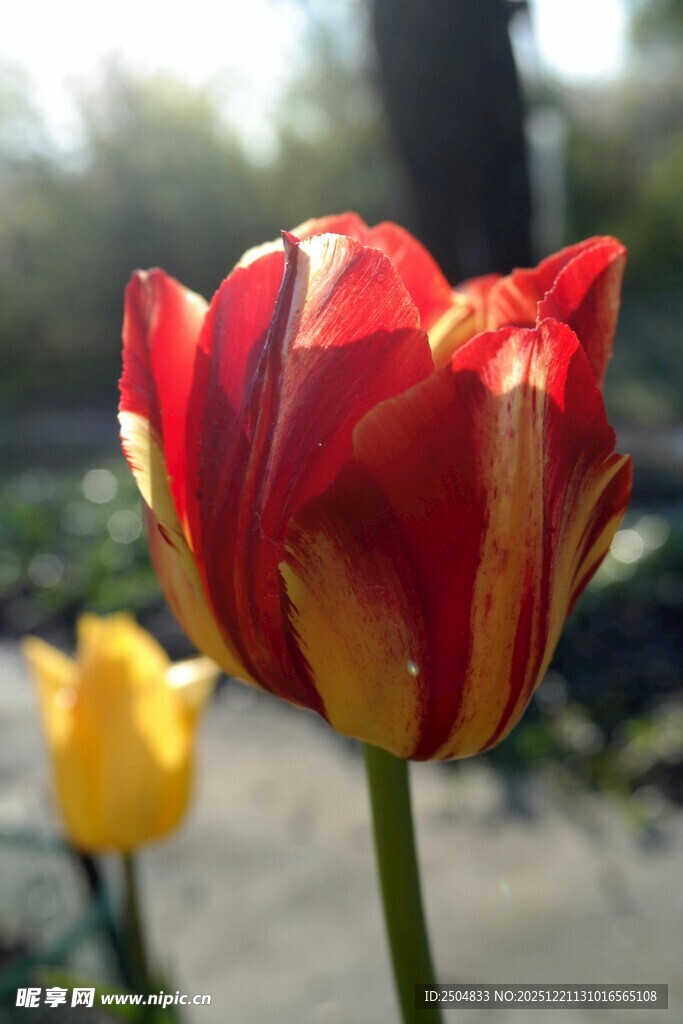 娇艳双色郁金香绽放