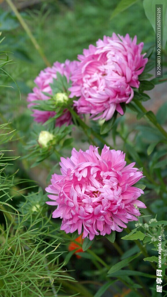 娇艳绽放的粉色翠菊