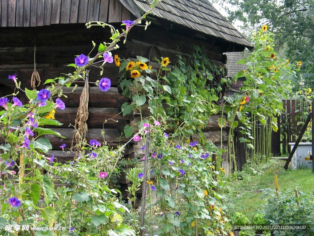 木屋旁的缤纷花草景致