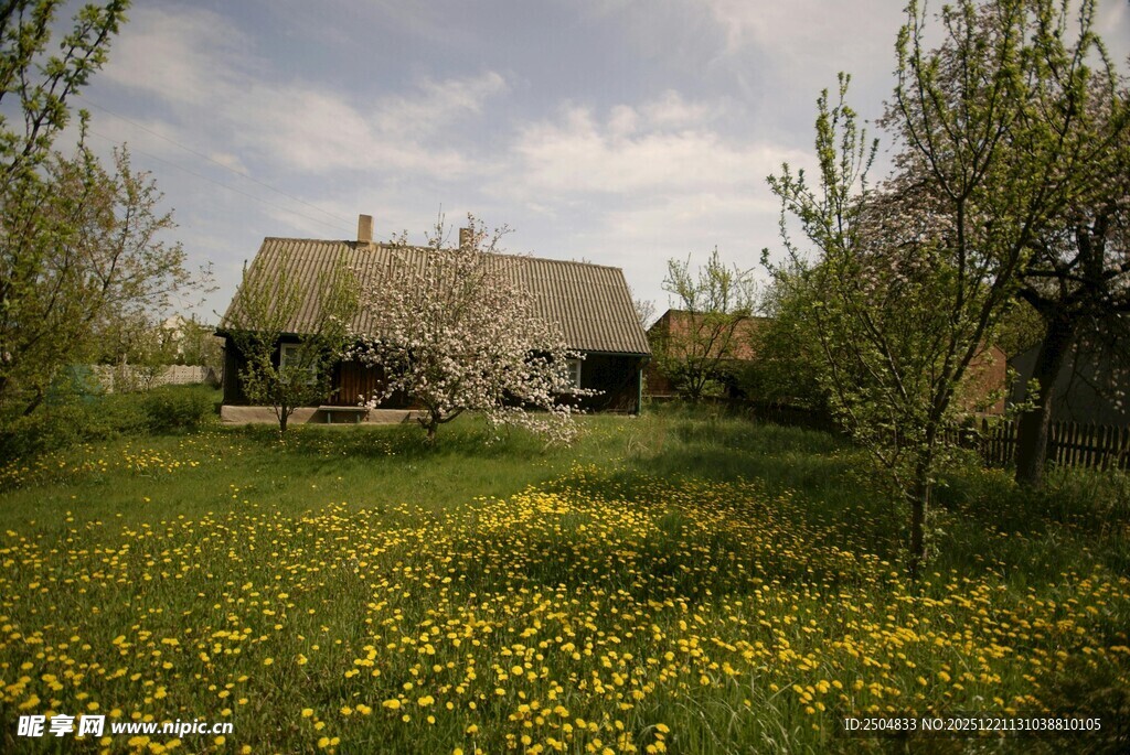 田园小屋旁的灿烂黄花