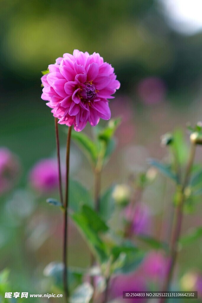 娇艳紫花绽放于绿野间