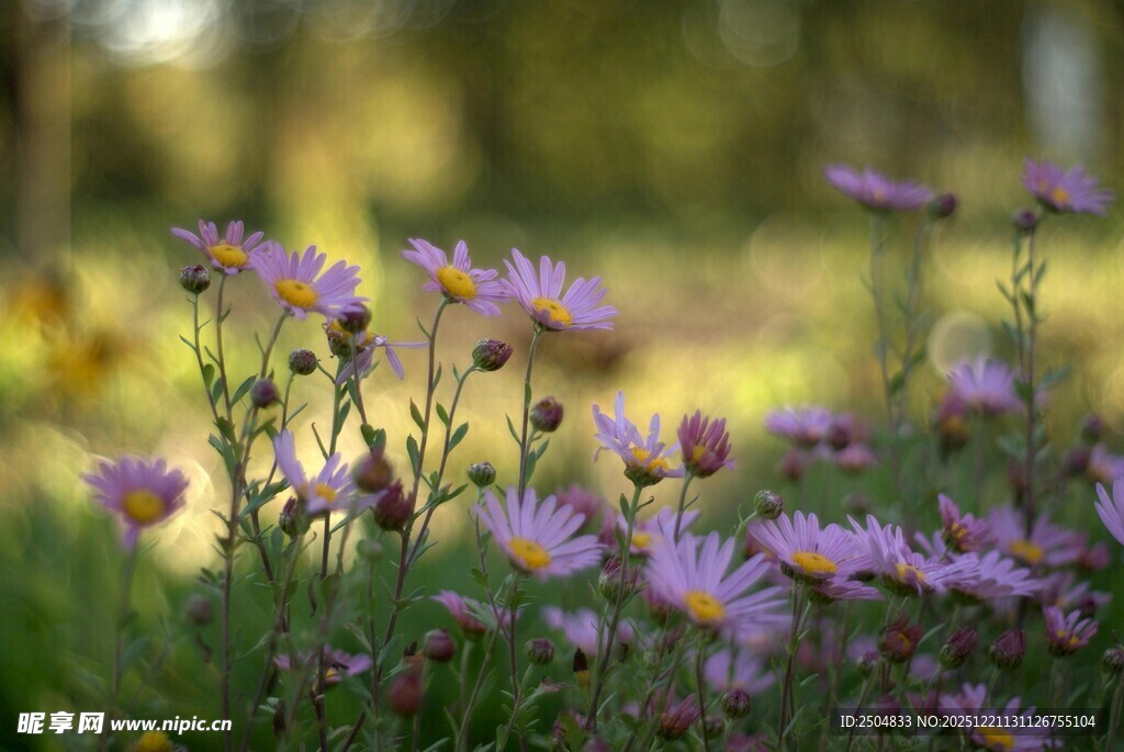 紫色小花绽放于草地间