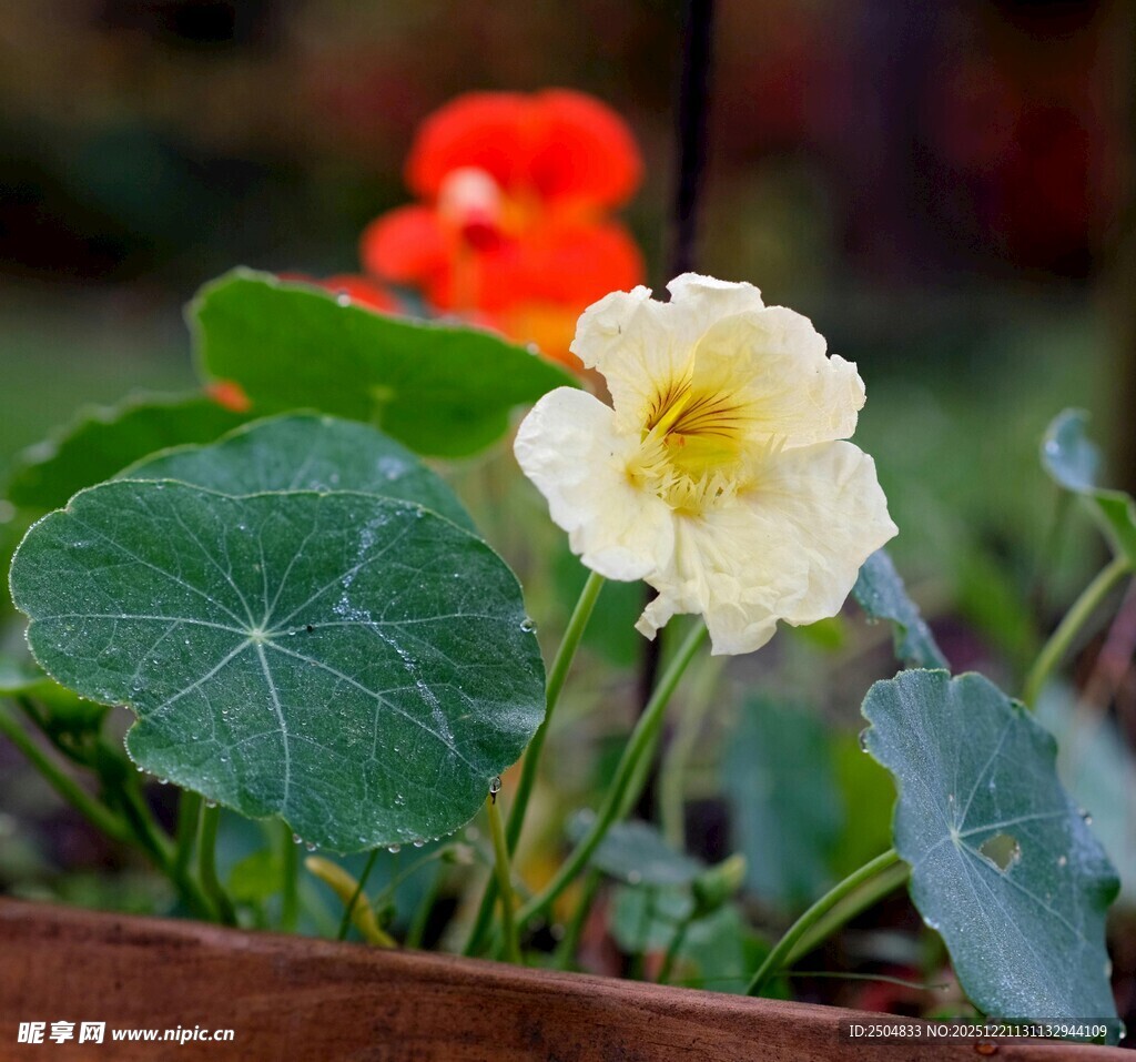 娇艳旱金莲绽放生机