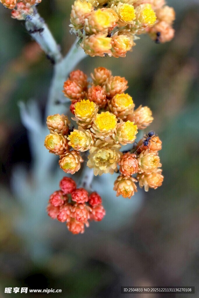 多彩小花绽放枝头