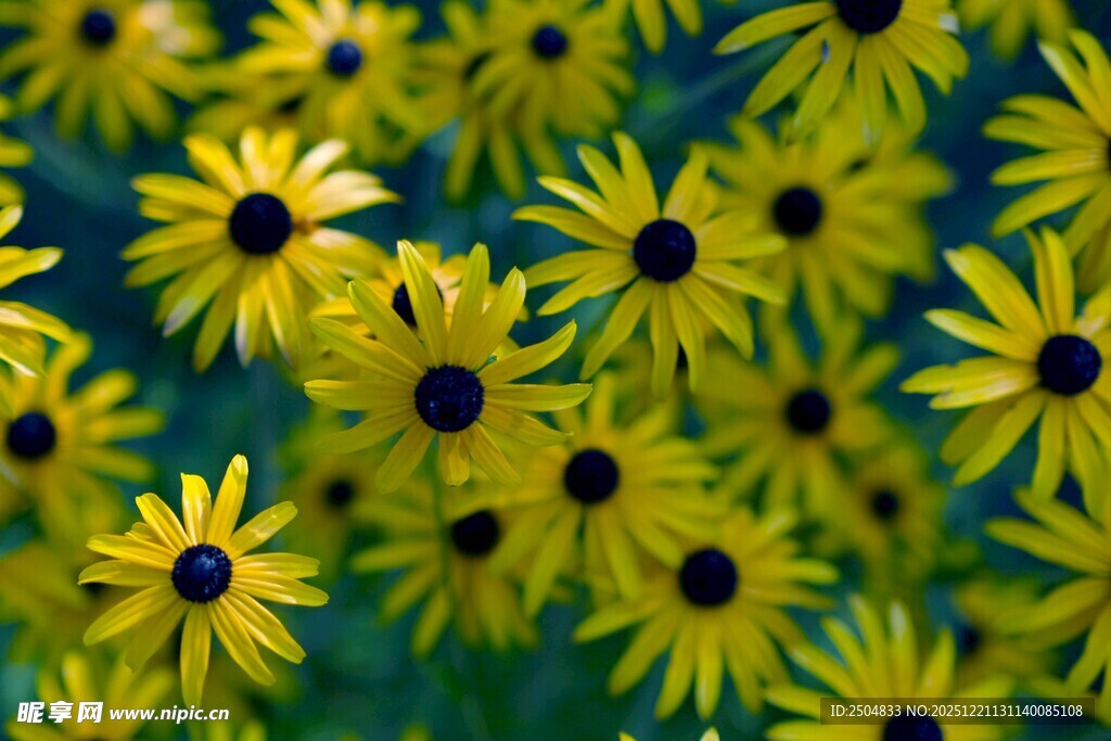 黄色黑心菊绽放