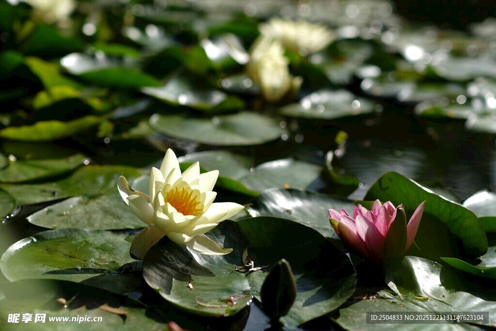 池塘中的睡莲与莲叶