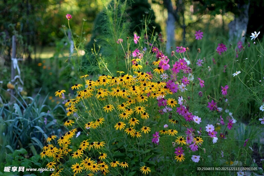 多彩花卉绽放于花园中