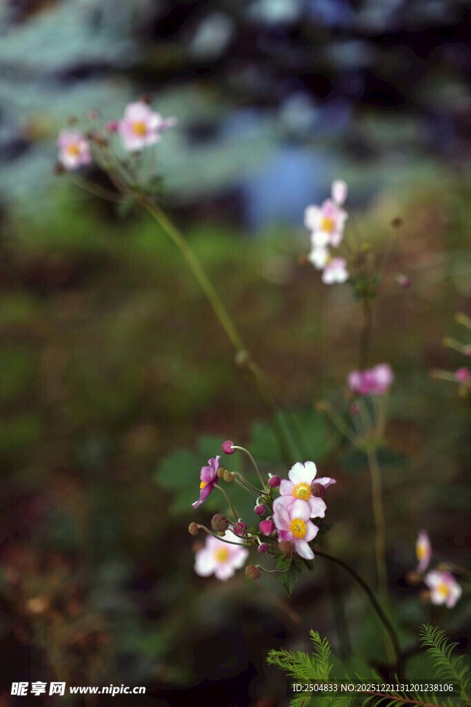 溪边绽放的清新小花