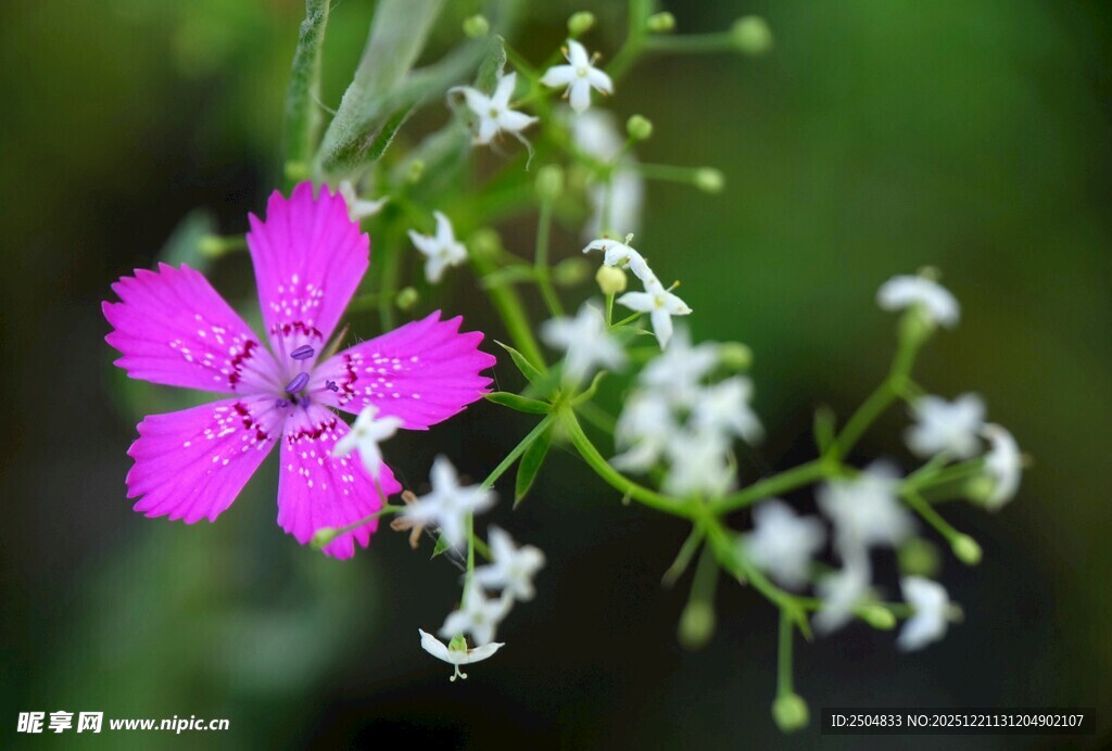 娇艳粉花伴白色小花