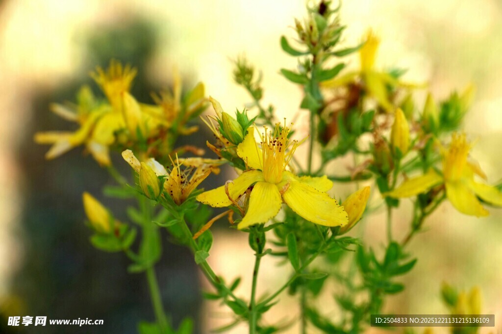 黄色小花绽放