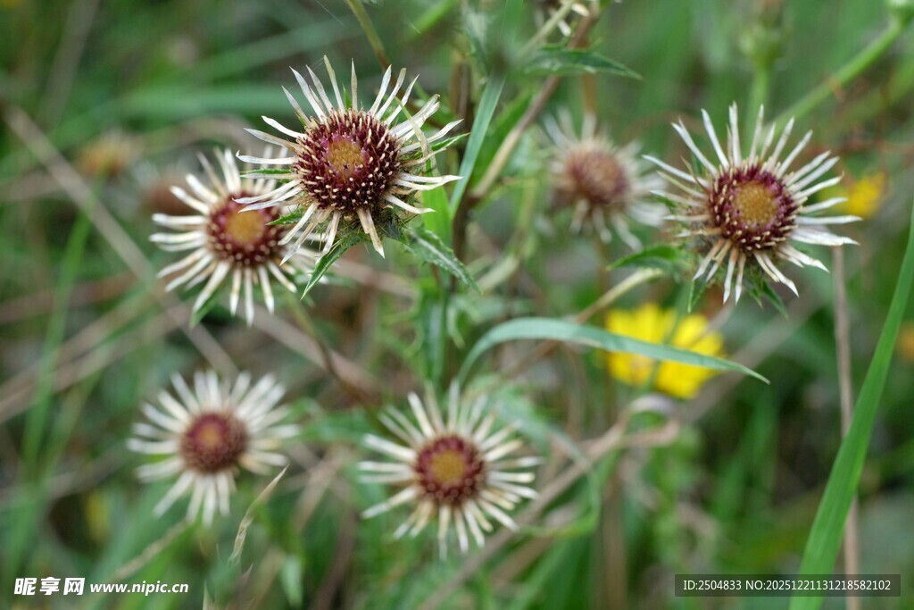 野外绽放的美丽小花