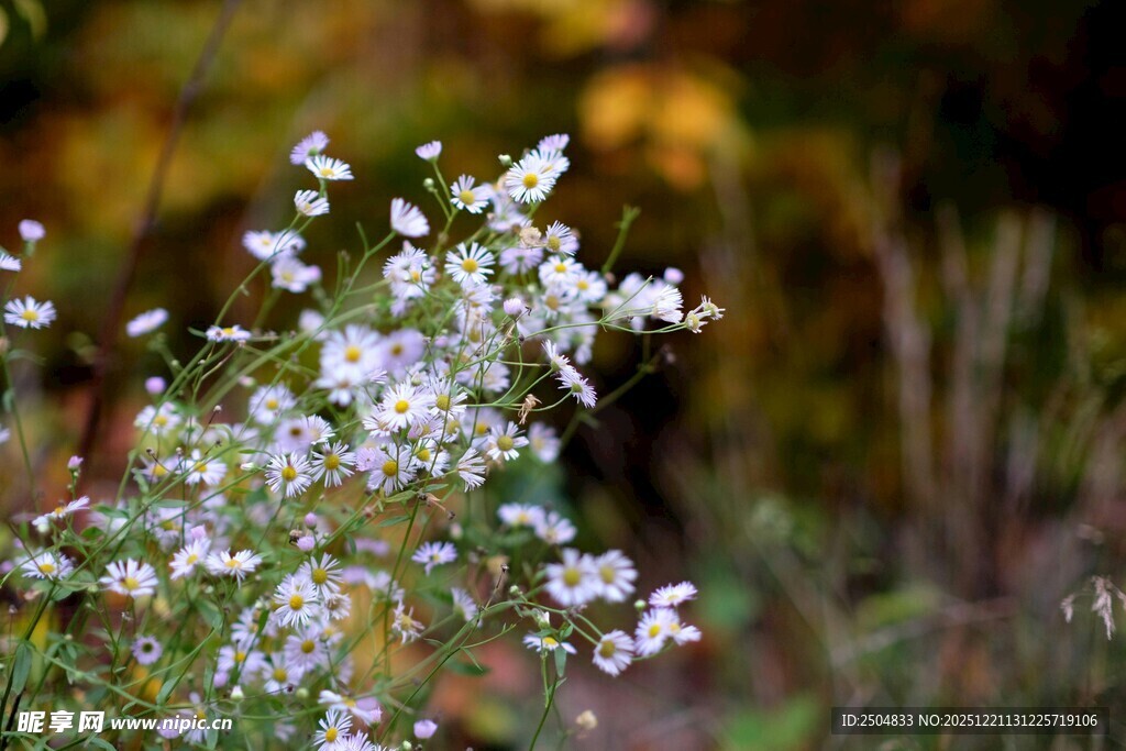 白色小花绽放于自然间