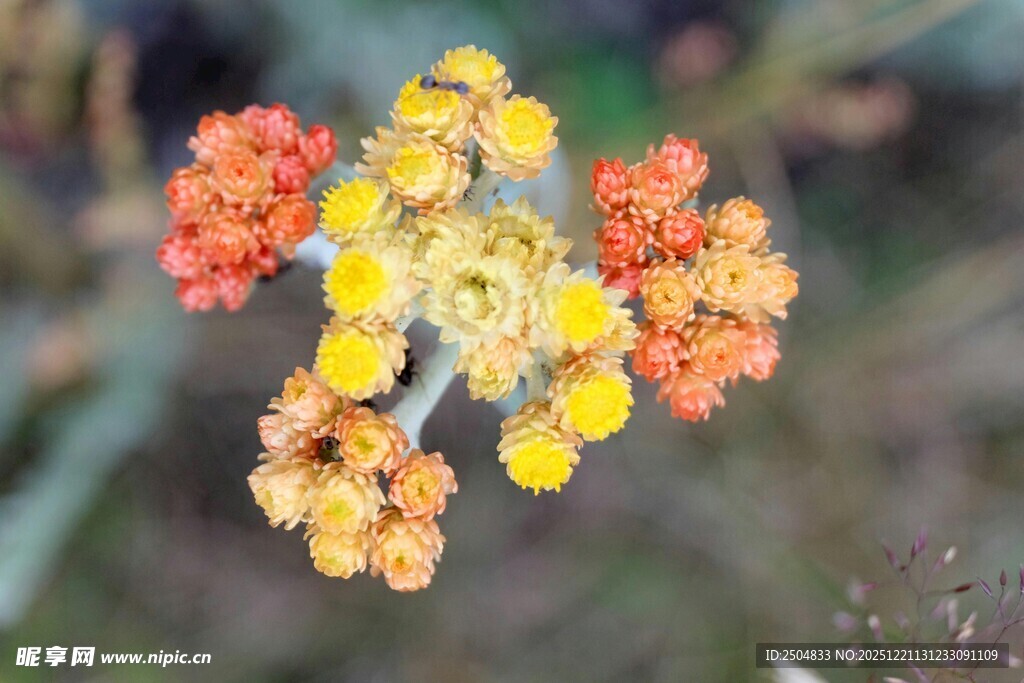 多彩蓍草花绽放