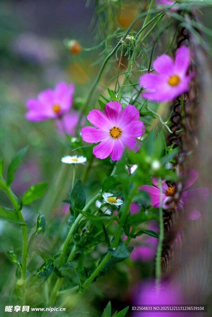 烂漫花丛中的娇艳格桑花