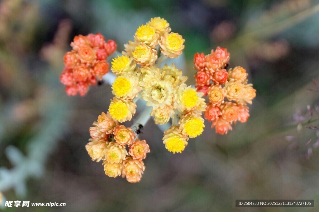 多彩小花绽放自然间