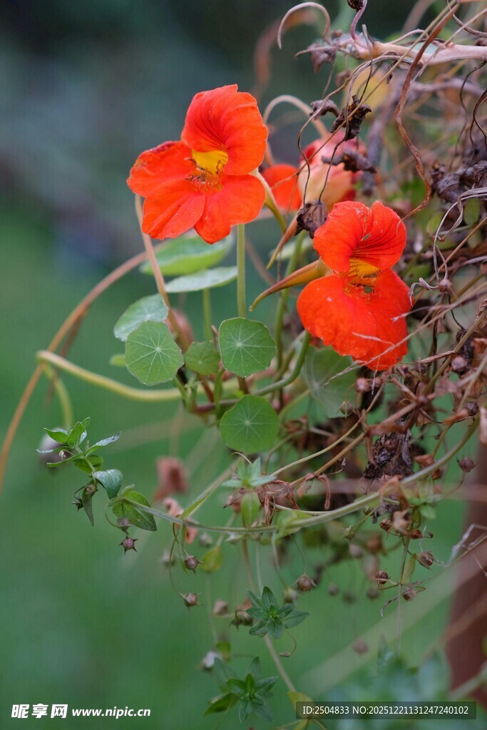 鲜艳橙花绽放于枝间