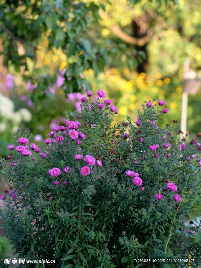 花园中的紫色花卉绽放