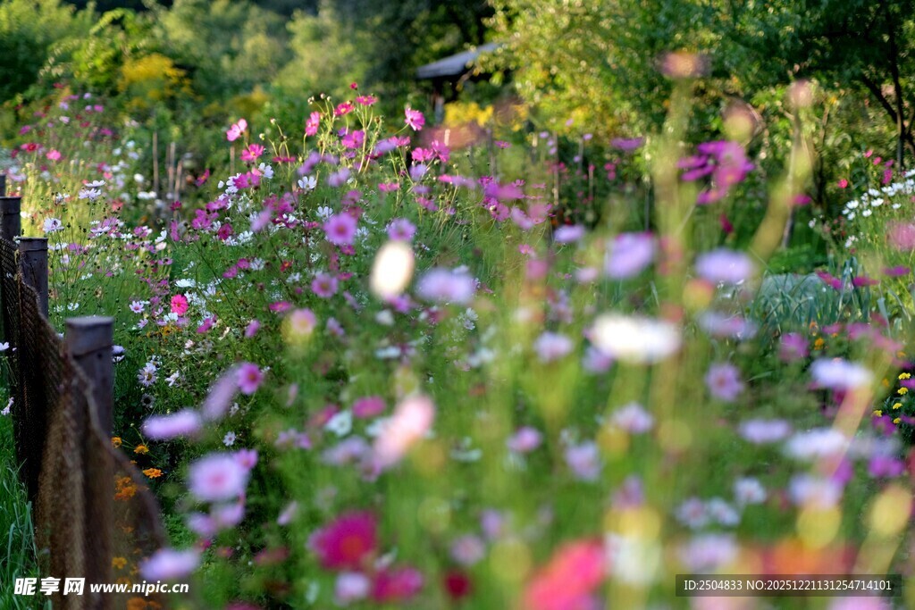 缤纷花径 邂逅自然之美