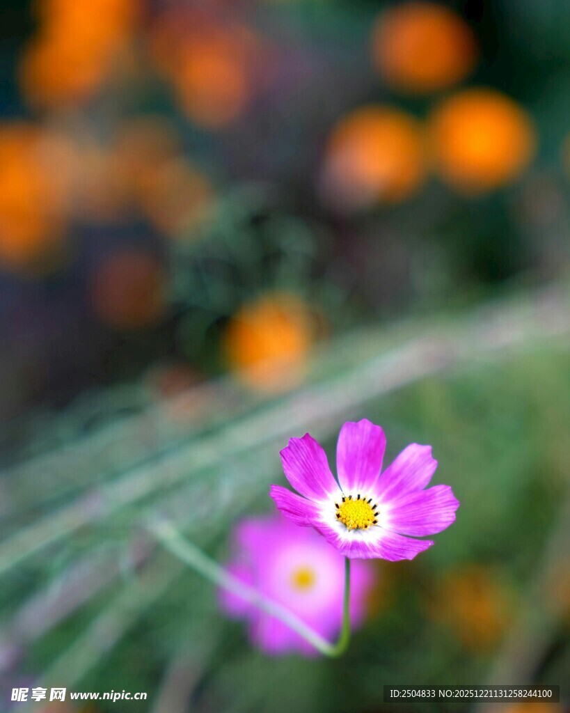 娇艳粉色小花绽放