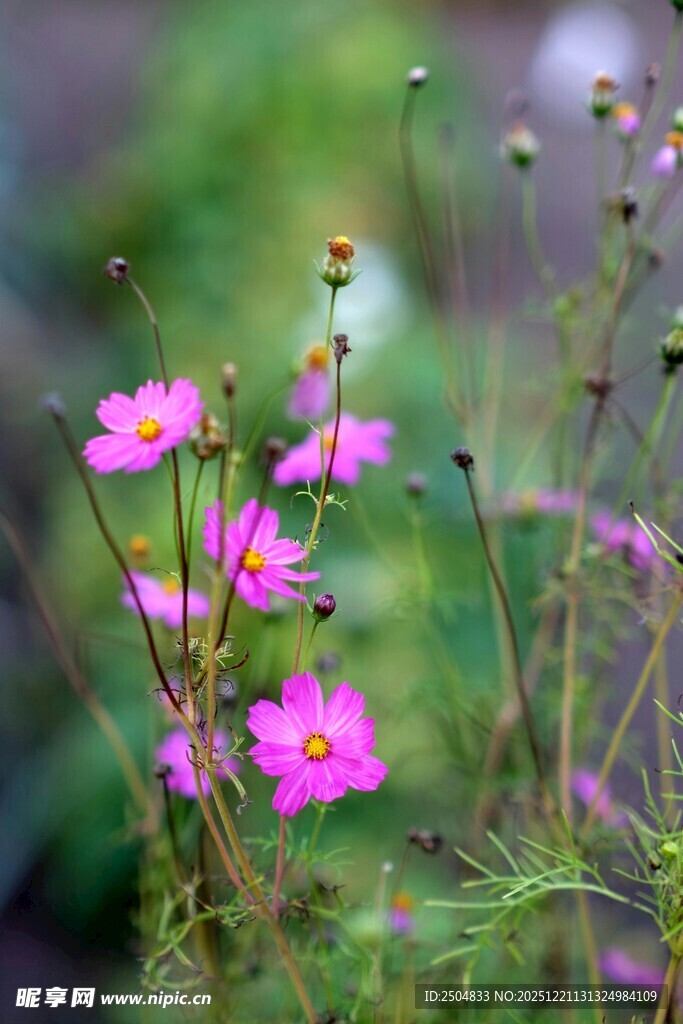 娇艳波斯菊绽放于绿野