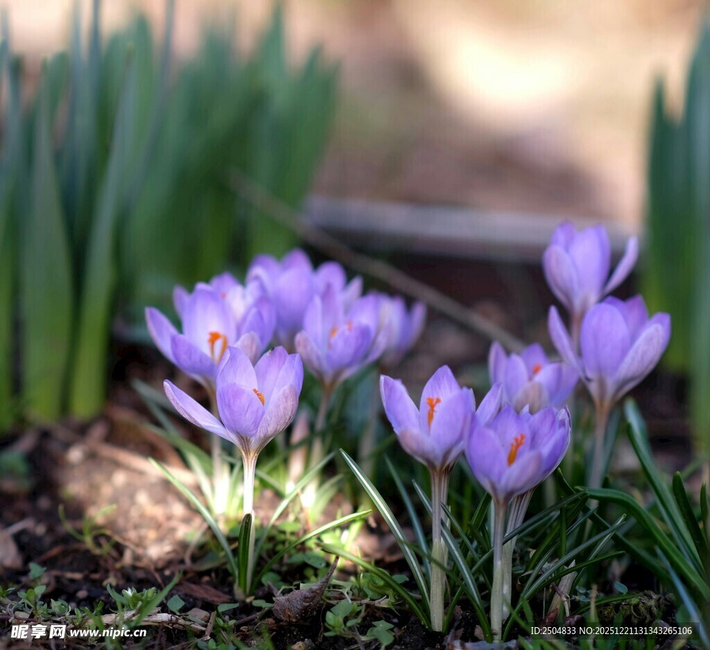 紫色番红花绽放于草地
