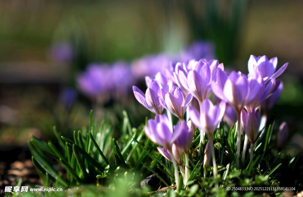 紫色番红花绽放于草地