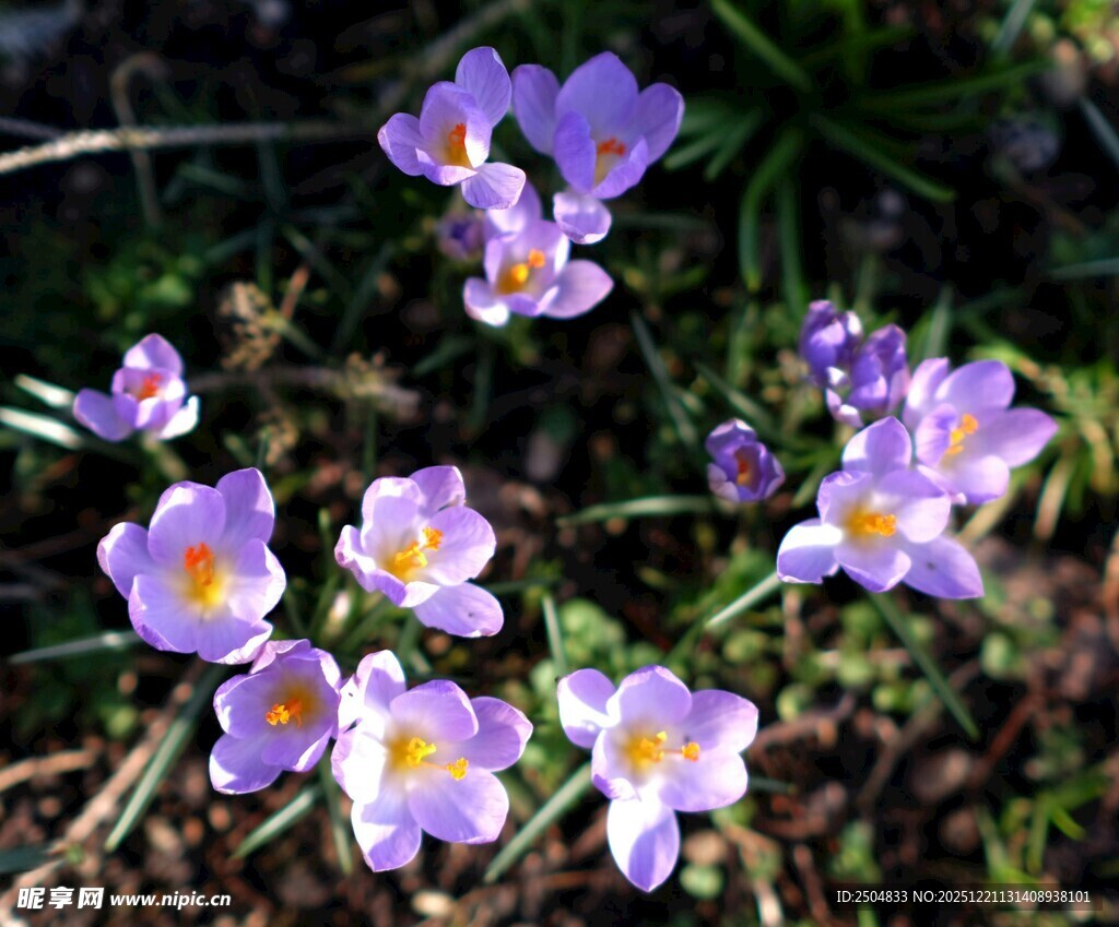 紫色番红花绽放于草地