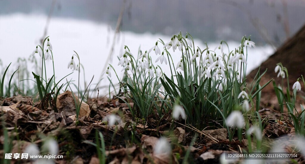 墙边绽放的清新雪花莲