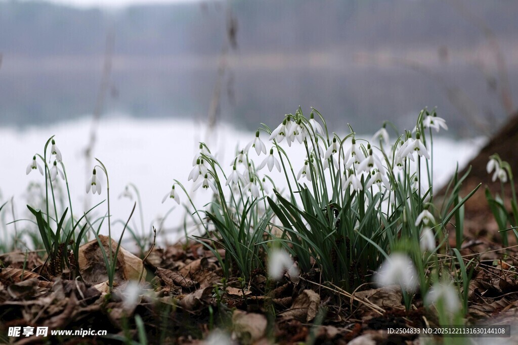 湖畔春景 雪花莲悄然绽放