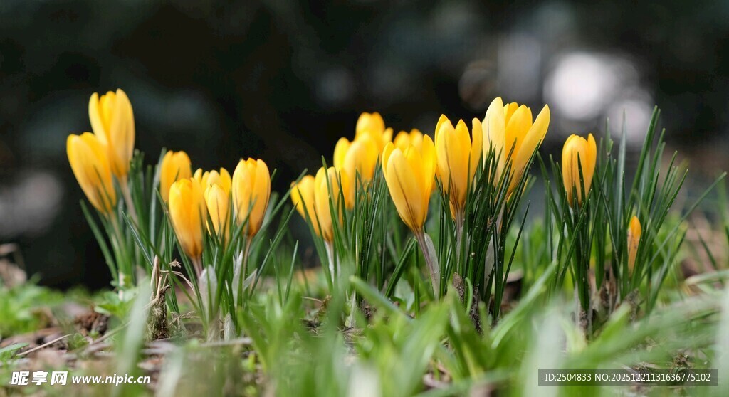 黄色番红花绽放于草地