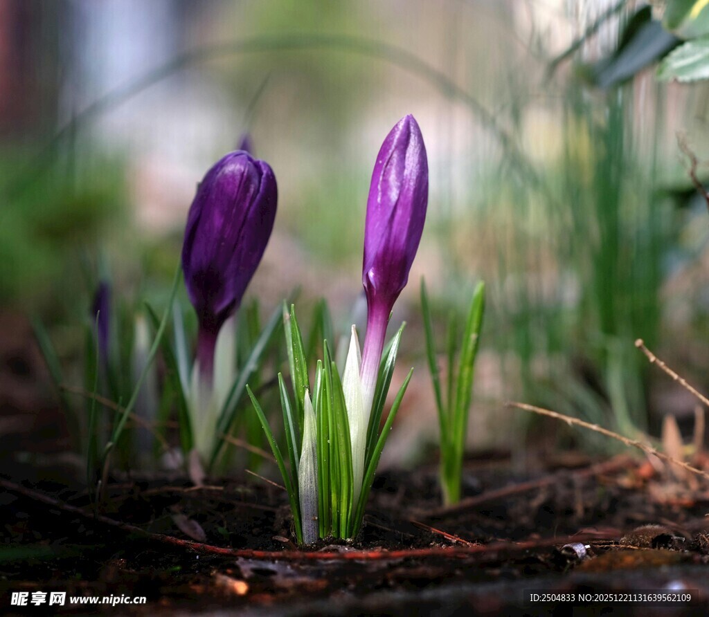紫色番红花破土而出