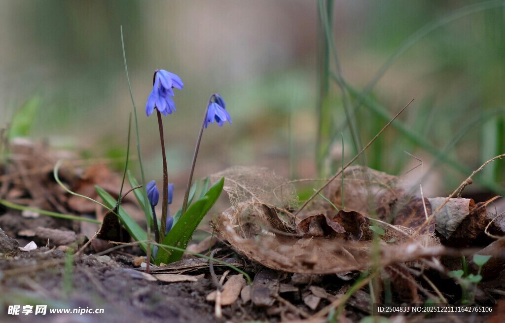 蓝花绽于枯叶间