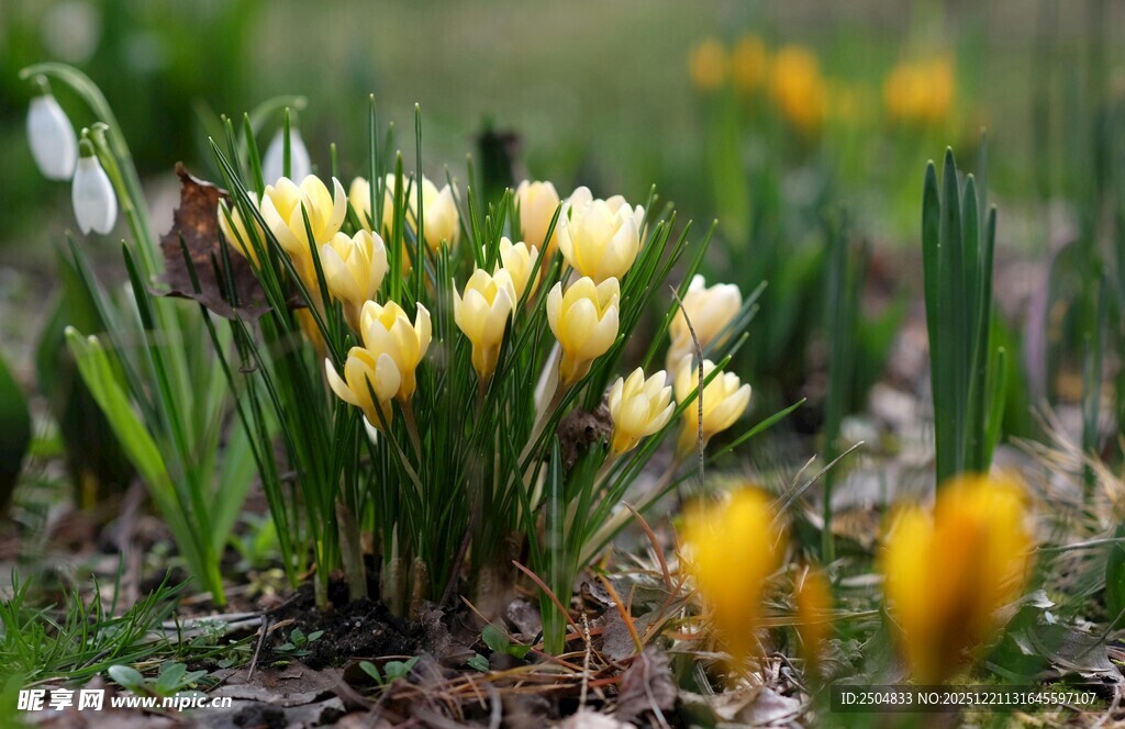春日绽放的黄色番红花