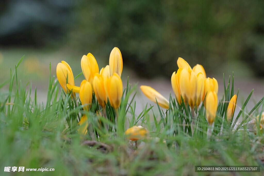 黄色番红花绽放在草地