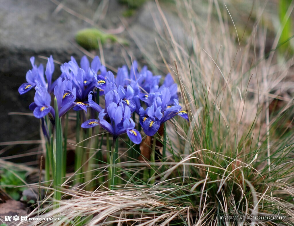 蓝紫色花朵绽放于草丛中
