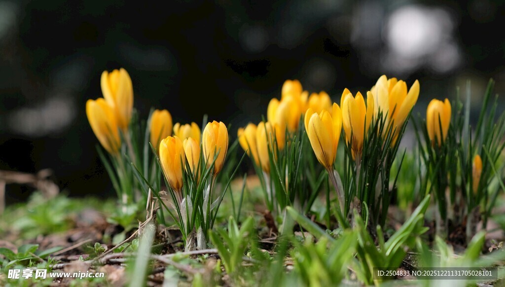 黄色番红花绽放于草地