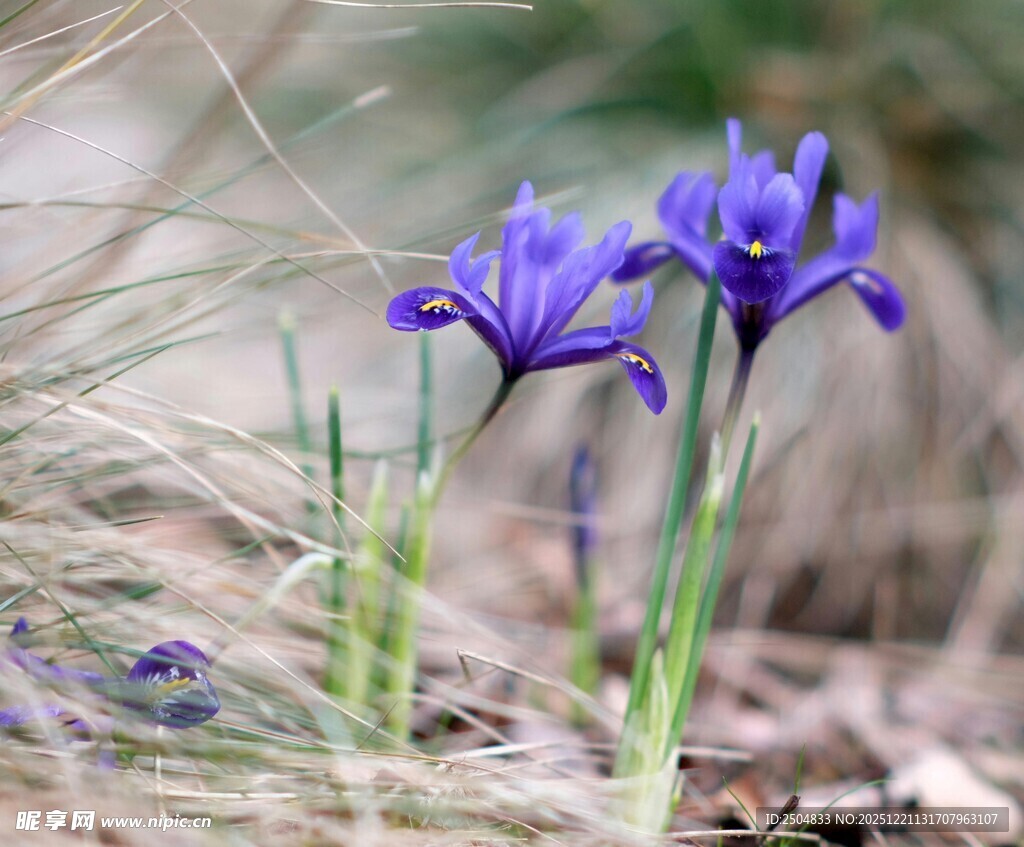 紫色鸢尾花绽放于草丛