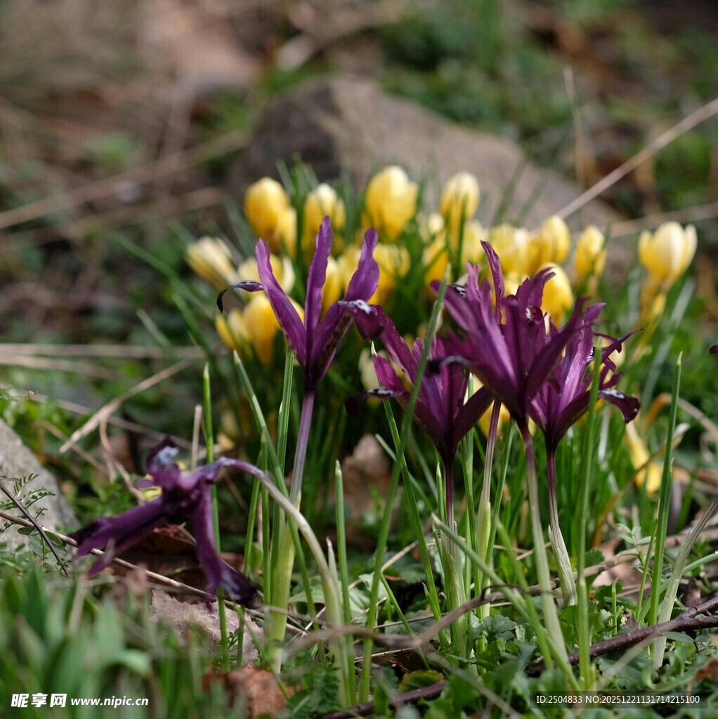 紫色黄色番红花绽放草地