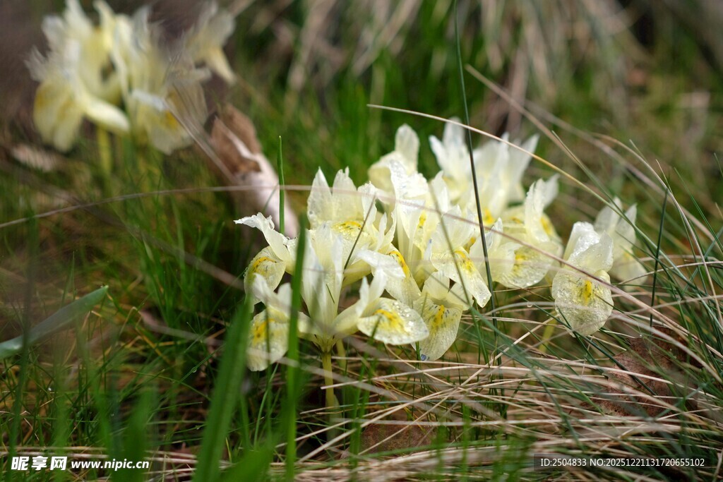 野外绽放的美丽白色花朵