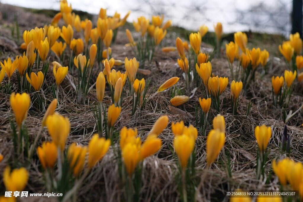 春日绽放的黄色番红花