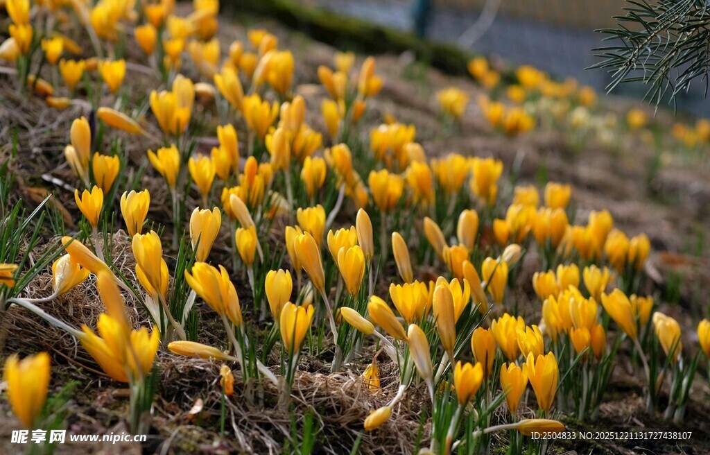 春日绽放的黄色番红花
