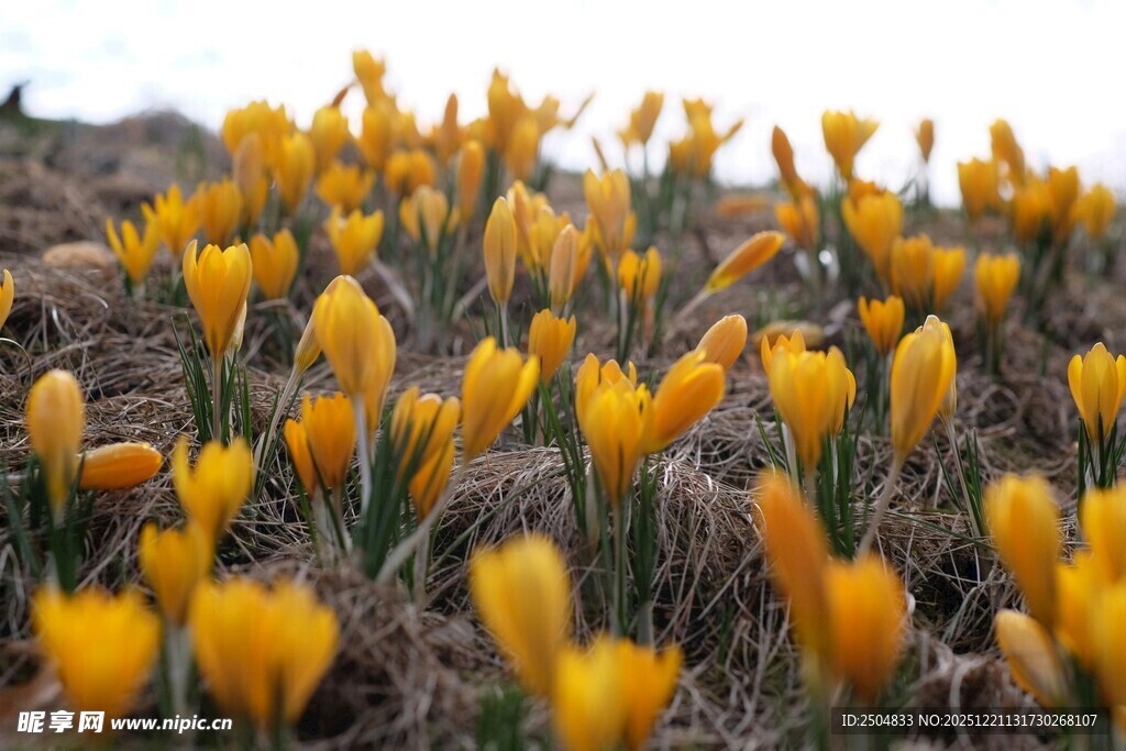春日绽放的黄色番红花
