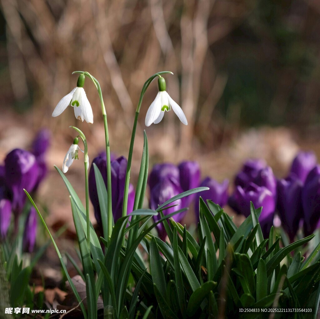 春景中绽放的雪花莲与紫花