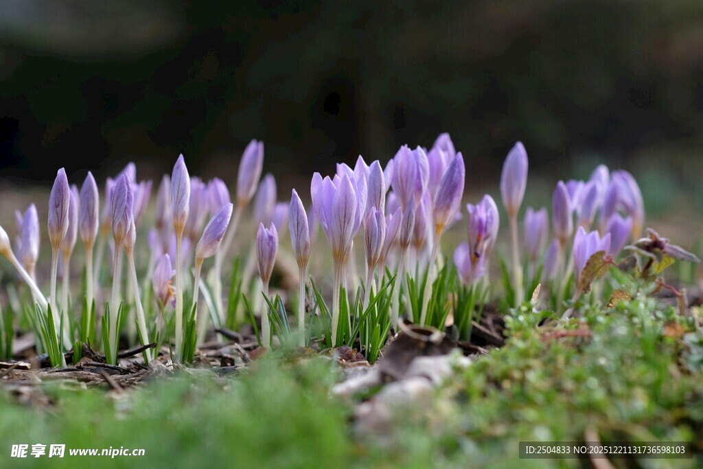 紫色番红花绽放于草地
