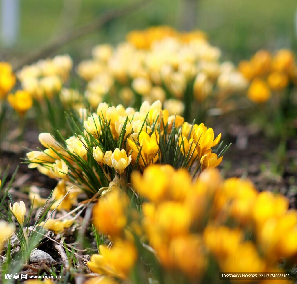 黄色番红花绽放的美丽