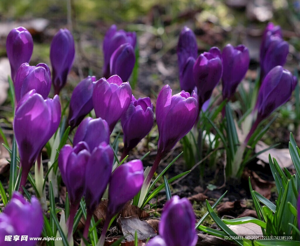 紫色番红花绽放于草地